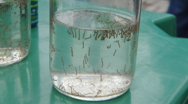 Homem morre com suspeita de dengue em Adamantina