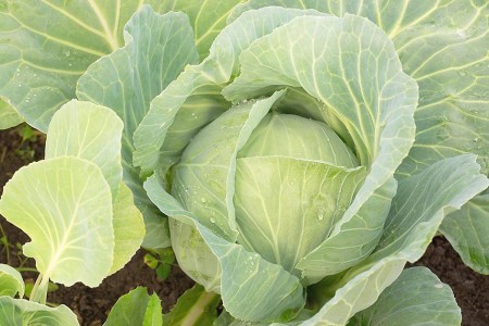 Agricultor doa 300 quilos de repolho para compor cestas distribuídas em Adamantina