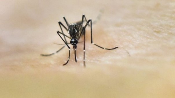 Iacri confirma morte por dengue e contabiliza quase 200 casos