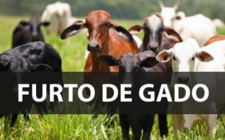 Bandidos invadem sítio no Bairro Guarani e levam 59 cabeças de gado