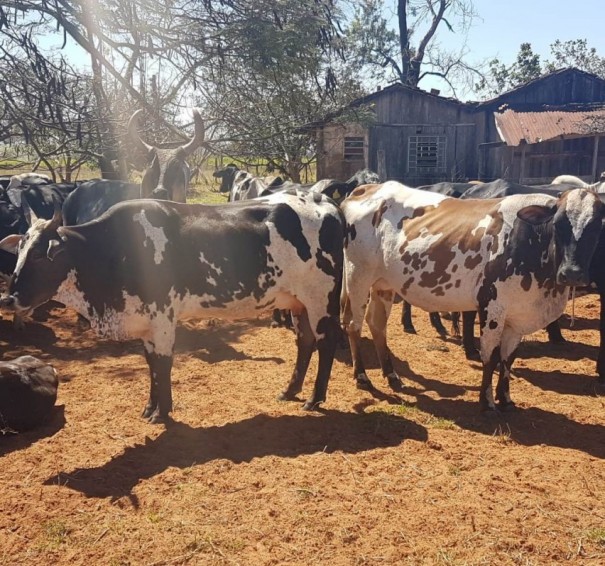 Pol�cia Civil investiga furto e recupera 12 vacas avaliadas em R$ 30 mil em Fl�rida Paulista