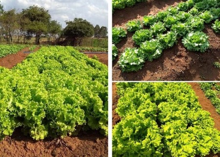 Com apoio da Prefeitura, Sindicato Rural de Iacri, Senar e Faesp realizam programa Jovem Agricultor do Futuro