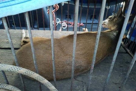 Veado-Campeiro é capturado pela Polícia Ambiental em Iacri