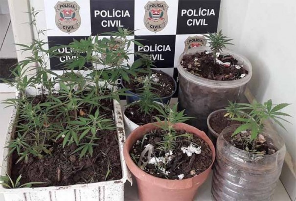 Vasos com p�s de maconha s�o apreendidos em quintal de resid�ncia de Bastos