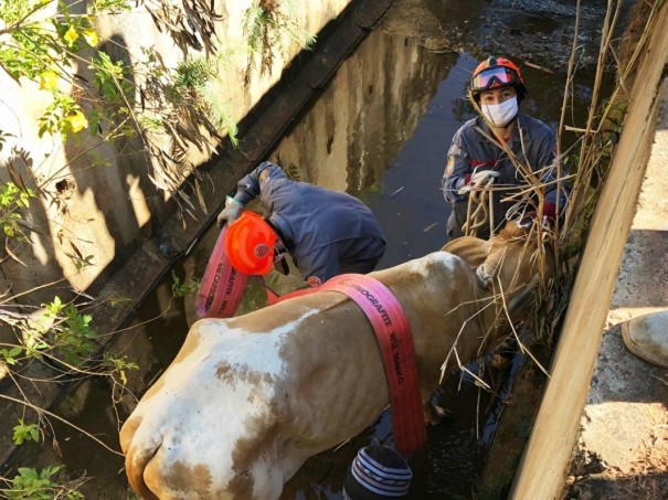Corpo de Bombeiros de OC resgata animal de dentro de vala, em Parapu 