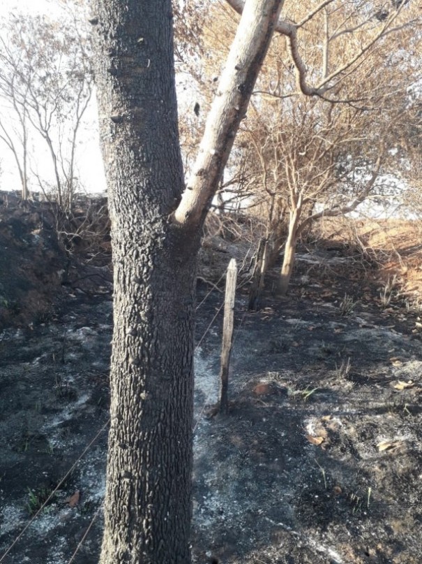 Uso de fogo para limpeza em fazenda danifica vegeta��o nativa e resulta em multas de R$ 30,4 mil
