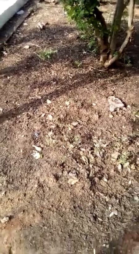 Você Repórter: Morador denuncia problemas no Bairro Sotei Furuguem, em OC