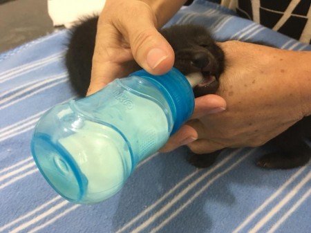 Filhotes de cachorro-do-mato são resgatados em canavial após desgarrarem-se da mãe em fuga de incêndio