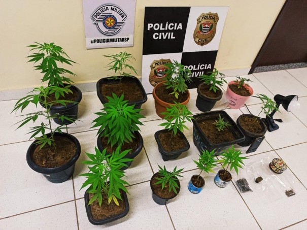 Opera��o policial desmonta estufa caseira utilizada para o cultivo de maconha dentro de guarda-roupas em Tarabai