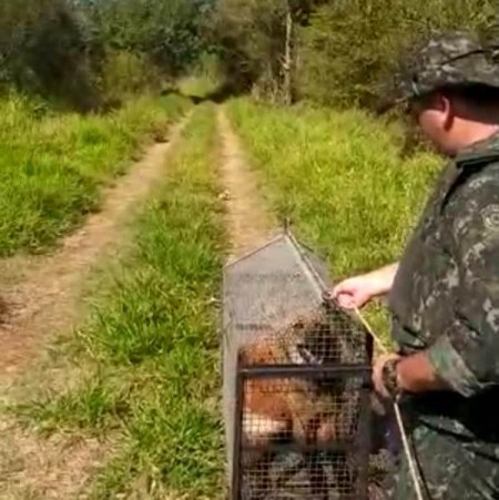 Lobo-guará é capturado na zona urbana e devolvido na natureza
