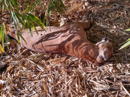 Com espécie ameaçada de extinção, onça-parda é encontrada morta com marca de tiro em Rancharia