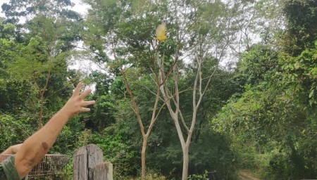 Polícia Ambiental devolve à natureza aves que eram mantidas irregularmente em cativeiro em residência