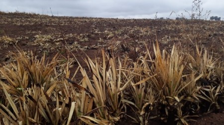 Sitiante de Pacaembu é multado em R$ 61,4 mil por colocar fogo em vegetação