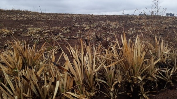 Sitiante de Pacaembu � multado em R$ 61,4 mil por colocar fogo em vegeta��o