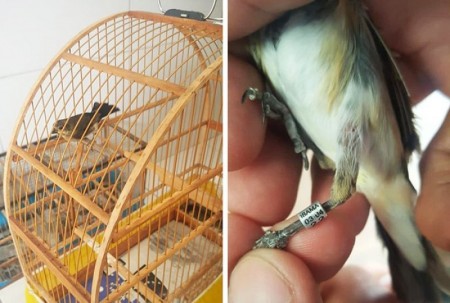 Polícia Ambiental aplica multa em criador por manter ave com anilha irregular em Pompeia