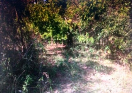 Polícia Ambiental de Tupã aplica multas de R$ 44,6 mil por danos a vegetação nativa em propriedades rurais