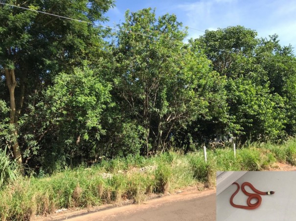 Moradores reclamam de abandono em rea verde do bairro Monte Lbano