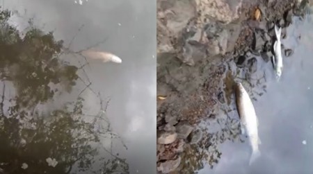 Moradores encontram dezenas de peixes mortos no Rio do Peixe, em Varpa