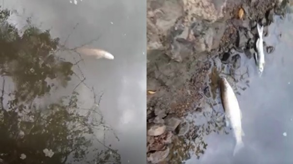 Moradores encontram dezenas de peixes mortos no Rio do Peixe, em Varpa