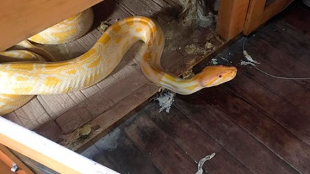 Cobra exótica é apreendida em residência de Marília