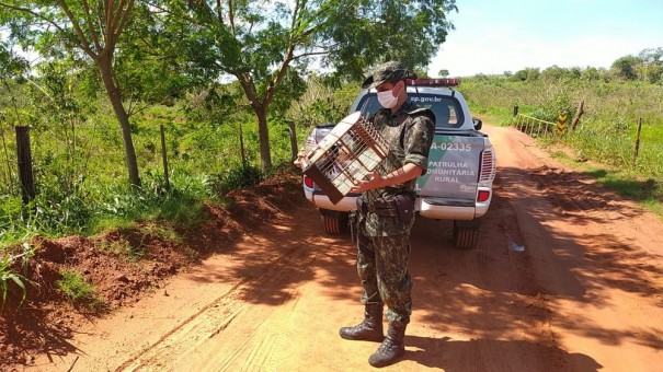 Ap�s den�ncia, Pol�cia Ambiental localiza p�ssaro-preto em cativeiro e liberta ave em Ouro Verde