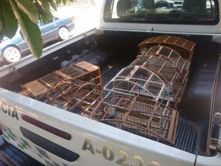 Polícia Ambiental resgata aves silvestres mantidas em cativeiro e multa homem em R$ 5 mil