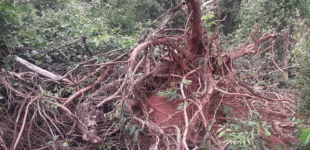 Sitiante é multado em R$ 9 mil por derrubada irregular de 30 árvores nativas em Presidente Venceslau