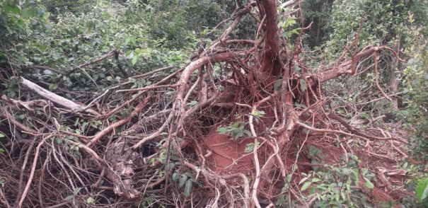 Sitiante  multado em R$ 9 mil por derrubada irregular de 30 rvores nativas em Presidente Venceslau