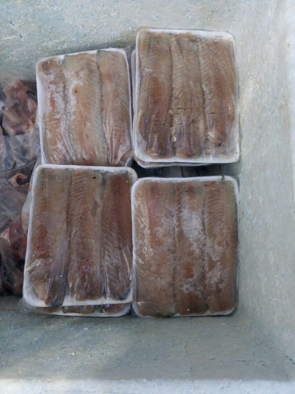 Aps tombamento de veculo, polcia encontra quase 21 quilos de pescados sem nota fiscal e aplica multa de R$ 1,1 mil
