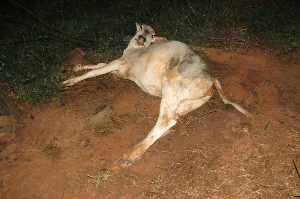 Sem CNH, adolescente perde o controle da dire��o de ve�culo, invade pasto e atropela boi em Dracena