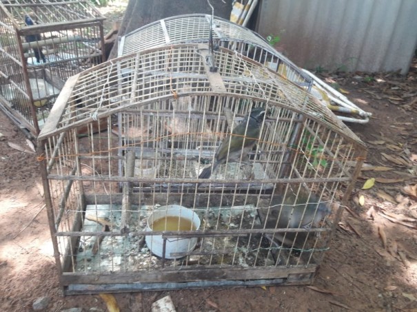 Pol�cia Ambiental liberta 12 aves mantidas em cativeiro e multa morador de Osvaldo Cruz em R$ 6 mil