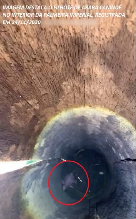 Moradora de Presidente Venceslau recebe multa de R$ 5 mil por arrancar palmeira imperial com ninho de arara-canindé