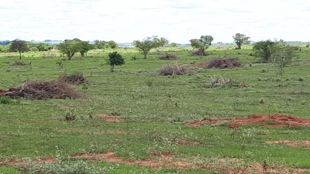 Sitiante é multado em R$ 7,5 mil por corte de árvores nativas em Mirante do Paranapanema
