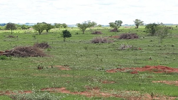 Sitiante � multado em R$ 7,5 mil por corte de �rvores nativas em Mirante do Paranapanema