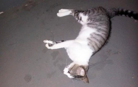 Moradora do parque das nações, em Bastos, denuncia matança de gatos e cachorros