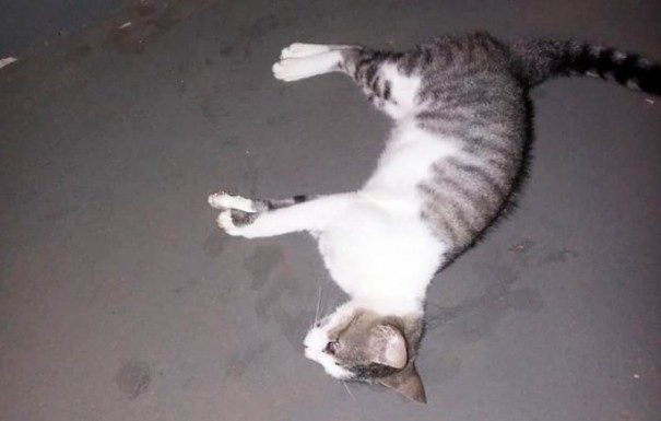 Moradora do parque das na��es, em Bastos, denuncia matan�a de gatos e cachorros