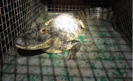 Bombeiros capturam filhote de jacaré em calçada de residência no Centro de Irapuru