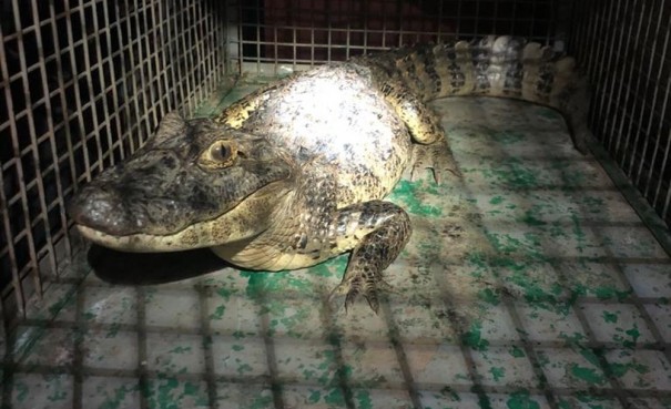 Bombeiros capturam filhote de jacar em calada de residncia no Centro de Irapuru