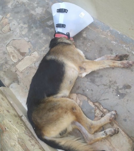 Polícia Civil investiga agressão a golpes de facão contra cão de policial militar em Mirante do Paranapanema