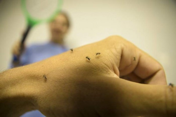 Dengue: Retorno do sorotipo 2 pode causar novo surto em 11 estados brasileiros
