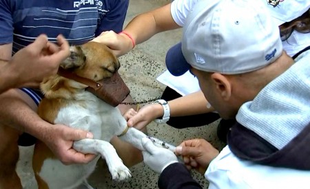 Marília confirma primeiro caso de leishmaniose em 2020