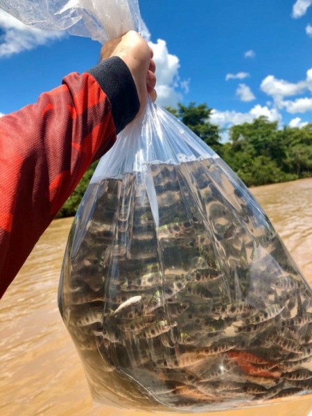 Associação de pescadores solta mais de 17 mil alevinos no Rio Aguapeí, em Rinópolis