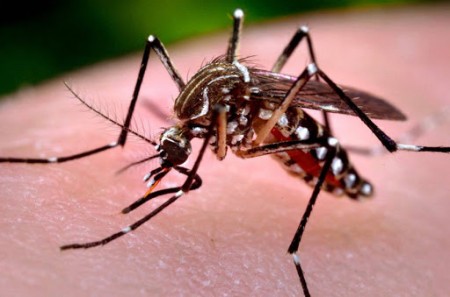 Dengue: Subiu para 299 os casos confirmados da doença em Osvaldo Cruz