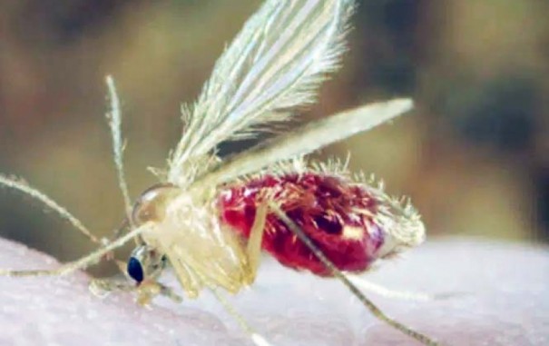 Criana de 4 anos  o primeiro caso de Leishmaniose em Tup em 2020