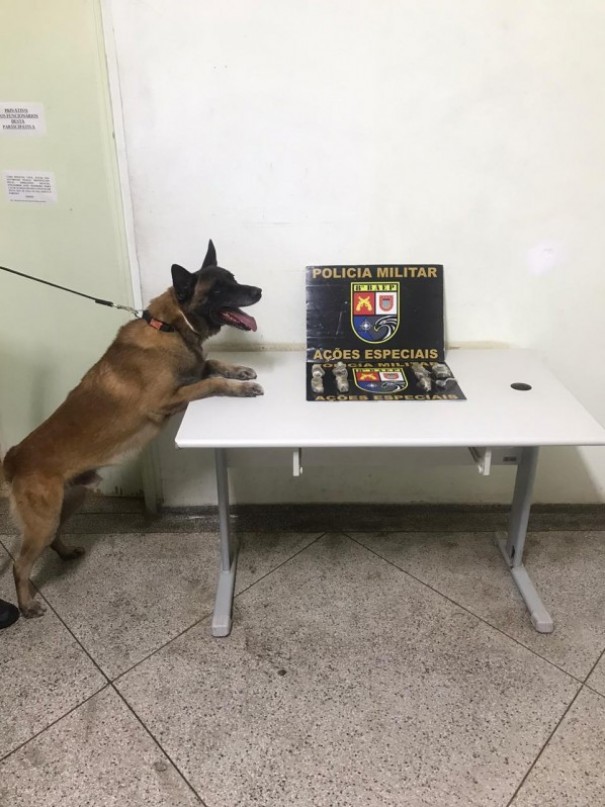Com apoio do canil BAEP localiza drogas em Prudente