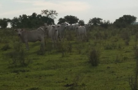 Polícia Ambiental multa assentado em R$ 106 mil por manutenção de gado em área de reserva, em Caiuá