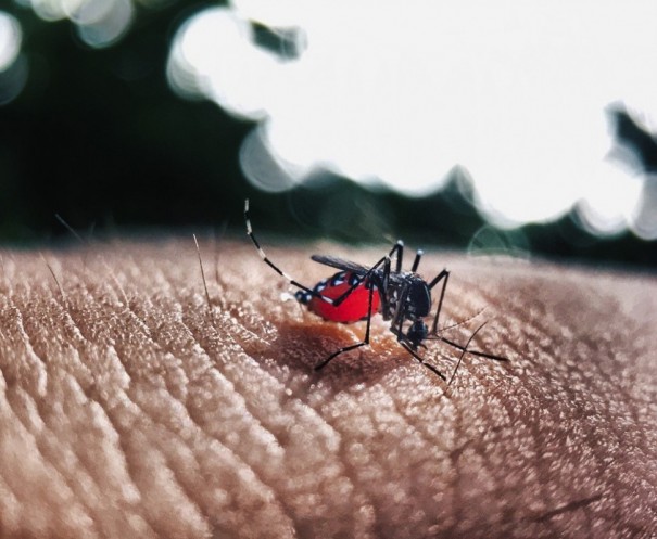 Ministrio da Sade diz que 11 estados podero ter surto de dengue em 2020