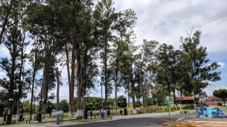Eucaliptos serão cortados de praça em Quintana após morte de jovem
