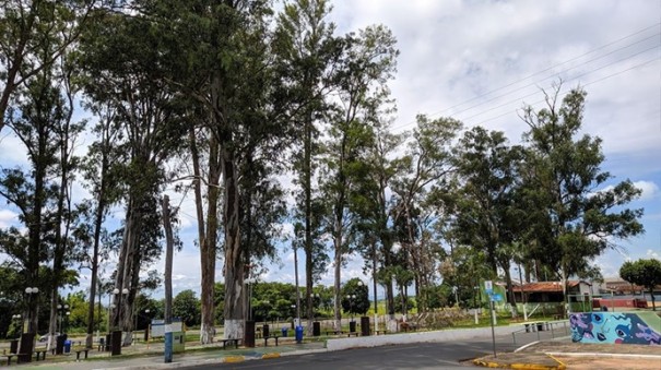 Eucaliptos sero cortados de praa em Quintana aps morte de jovem