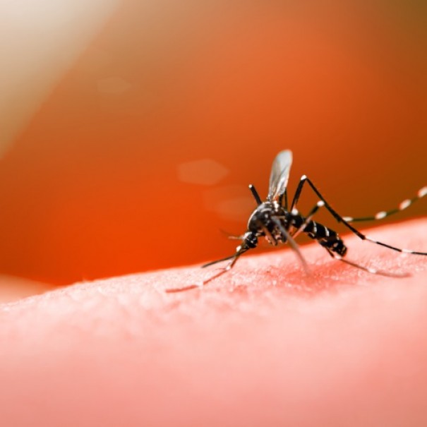 Paciente de Sagres morto por complicaes no corao era portador de dengue